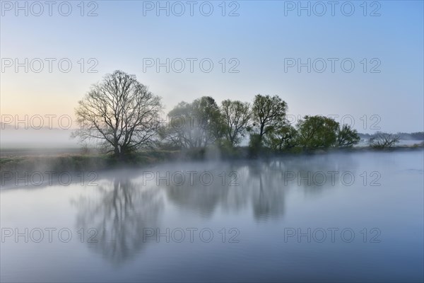 Trees in the fog on the shore at dawn