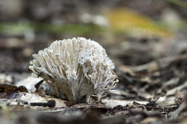 Coral mushroom