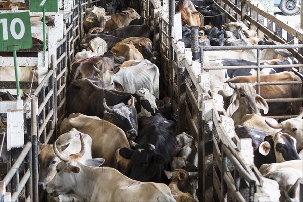 Cramped cattle in auction hall