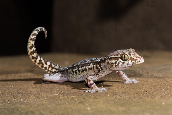 Mocquard's Madagascar ground gecko