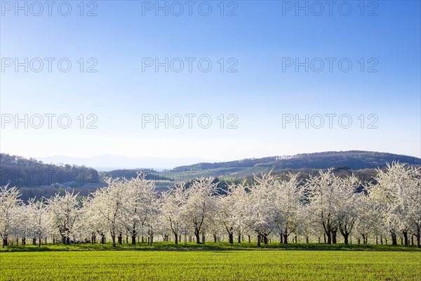 Blossoming cherry trees in the Eggenertal Valley in early spring