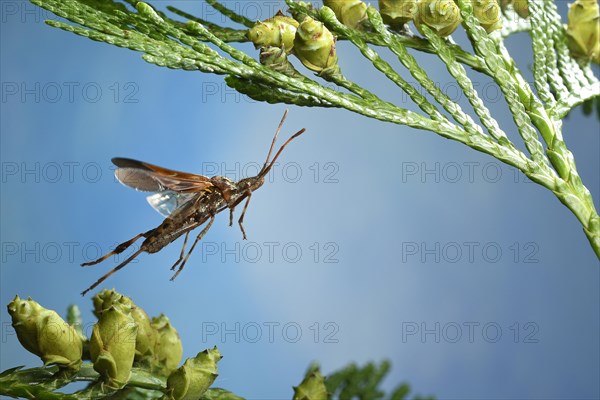 Western conifer seed bug