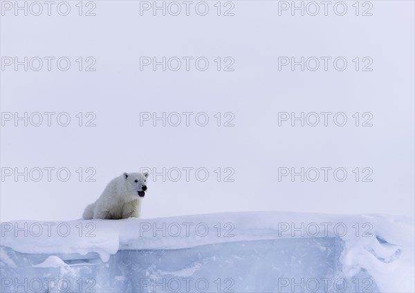 Polar bear