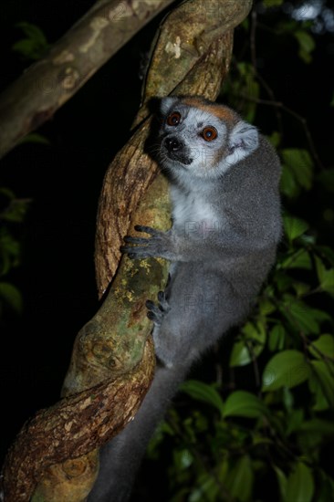 Crowned lemur