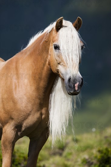 Haflinger with long mane on the alp