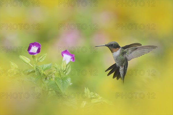 Ruby-throated Hummingbird