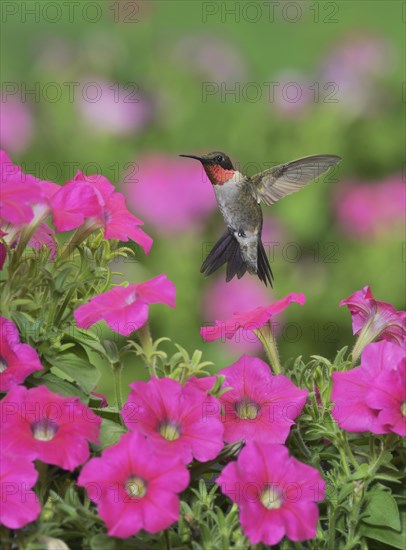 Ruby-throated Hummingbird