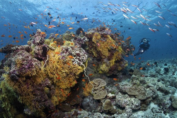 Diver viewing different soft corals