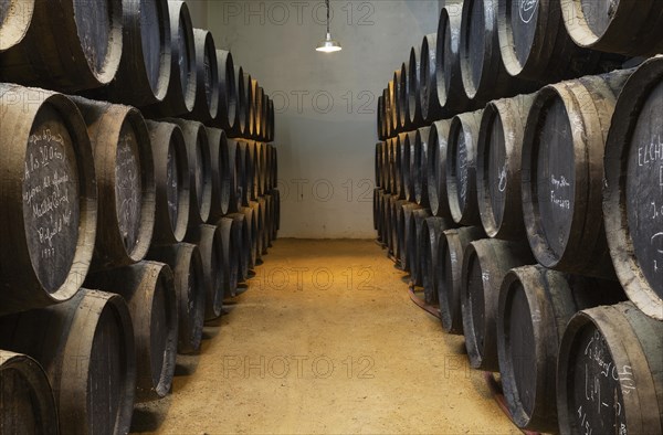 Stacked oak barrels in wine cellar