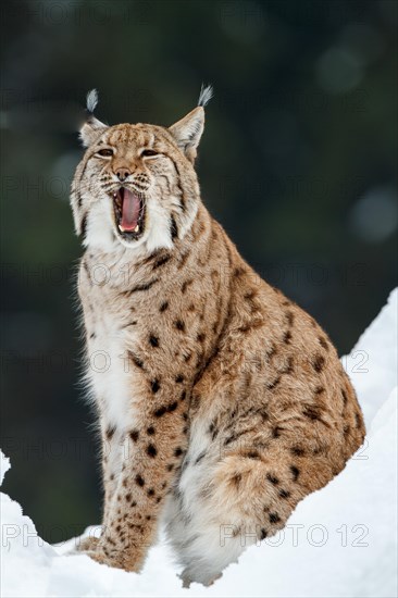 Eurasian lynx