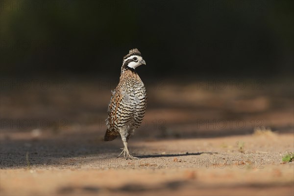 Northern Bobwhite