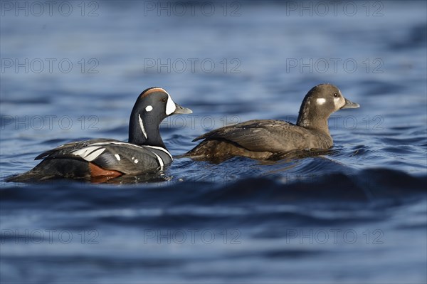 Harlequin ducks