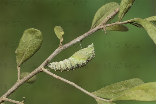 Black Swallowtail