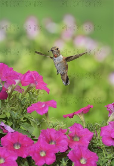 Rufous Hummingbird