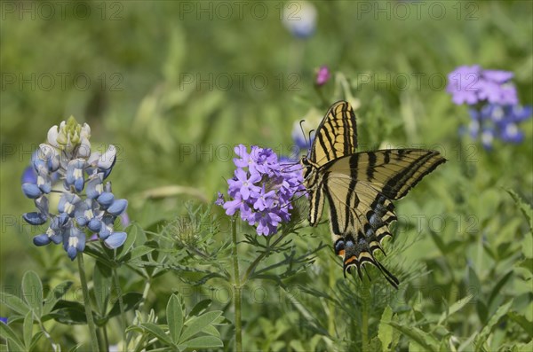 Two-tailed Tiger Swallowtail