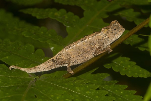 Amber Mountain leaf chameleon