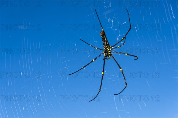 Golden Silk Orb-Weavers