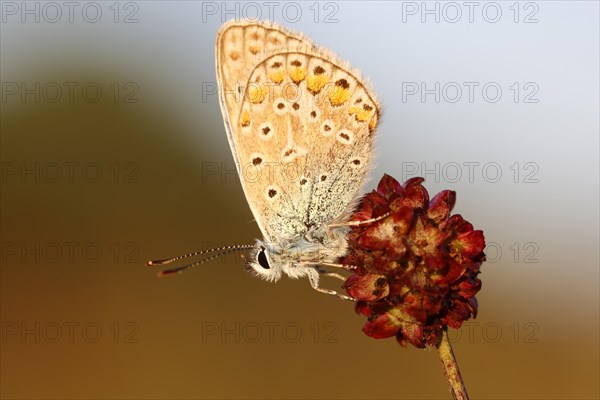 Common Blue