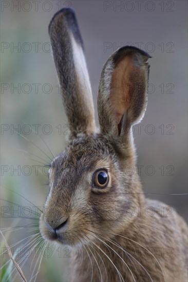 Brown hare