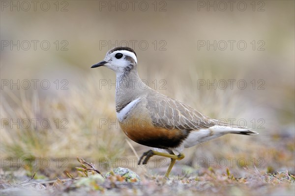 Eurasian dotterel