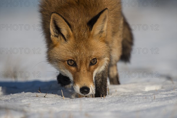 Red Fox