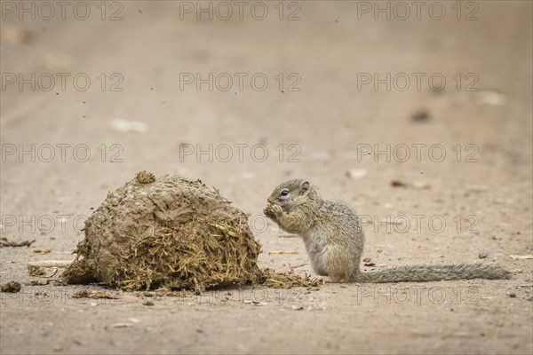 Smith's bush squirrel