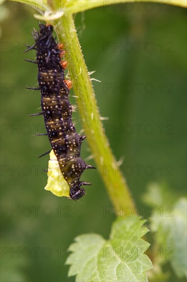 Caterpillar