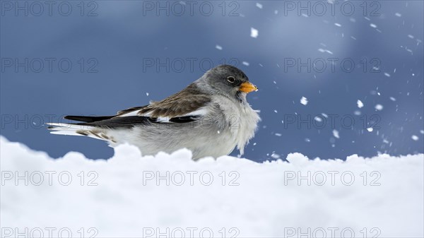 White-winged snowfinch