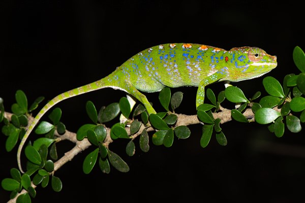 Labord's chameleon