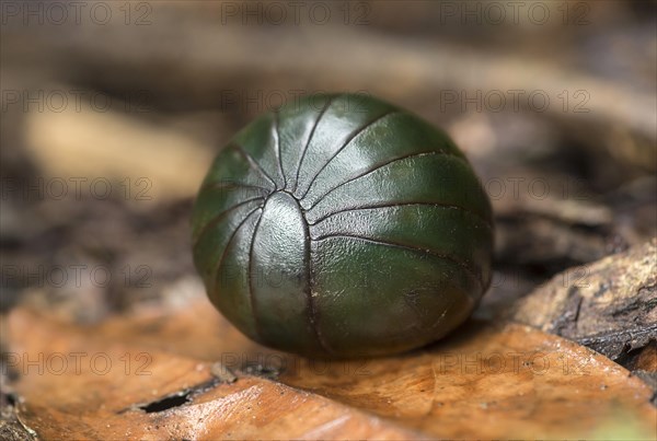 To protect against predators rolled giant pill millipede