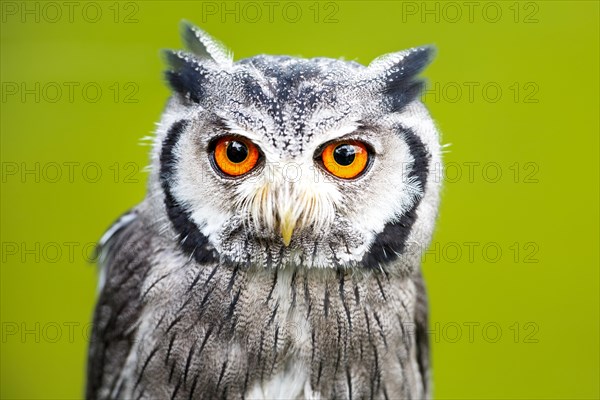 Southern white-faced owl