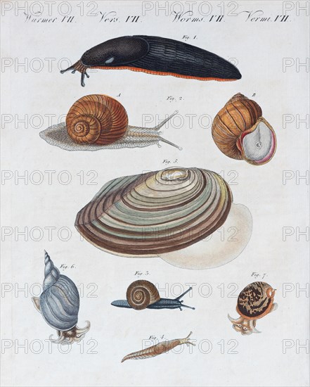 Various snails