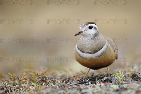 Eurasian dotterel