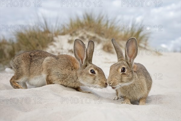 Wild rabbits