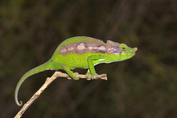 Antimena chameleon