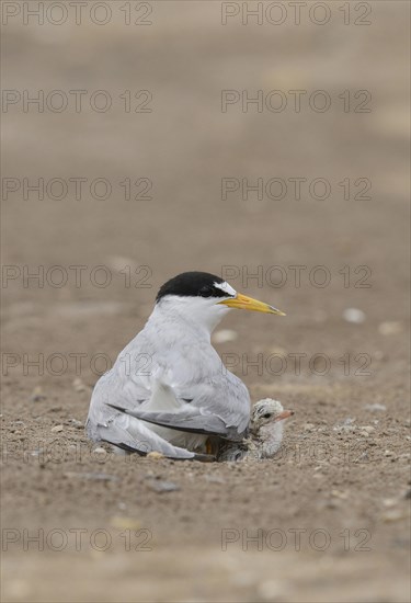 Least Terns