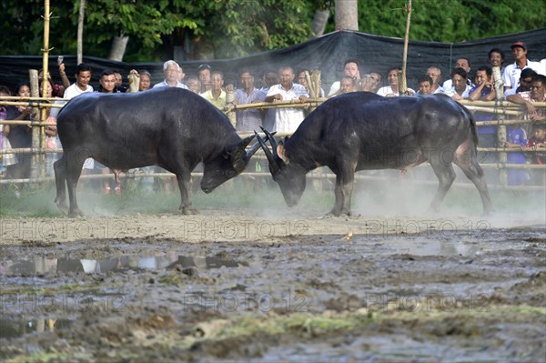 Two water buffalos