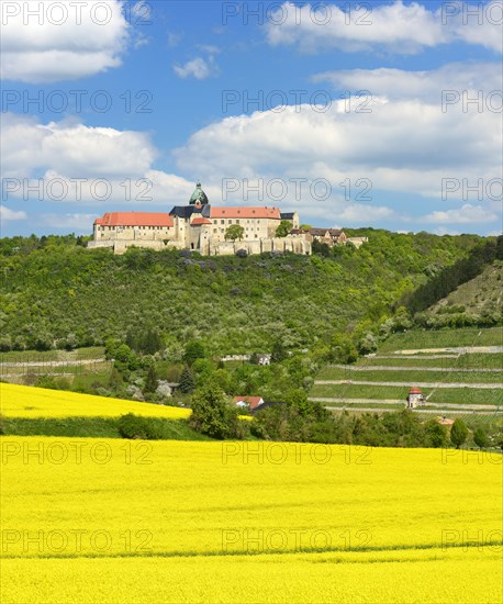 View of flowering rape field