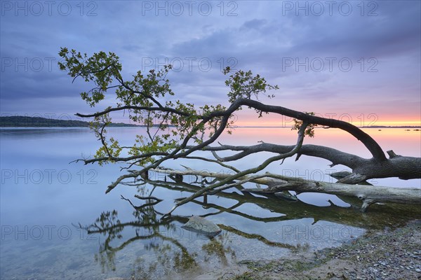 Trunk of an oak tree lying in water