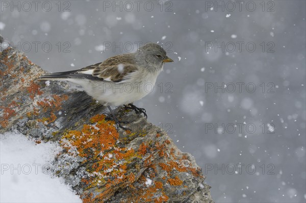 Snowfinch