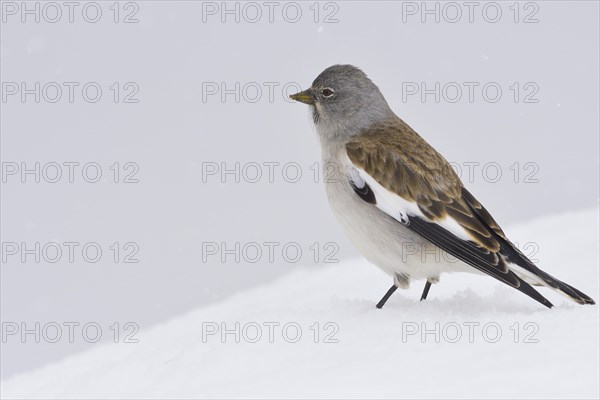 Snowfinch