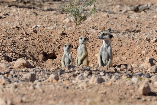 Meerkats