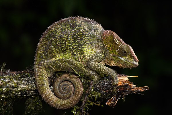 Cryptic chameleon