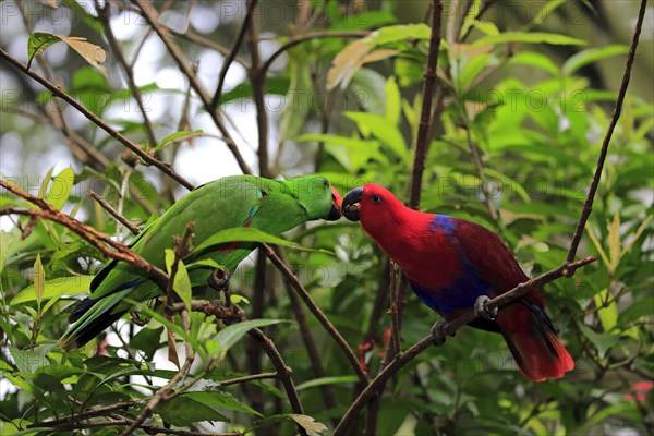 Eclectus Parrot