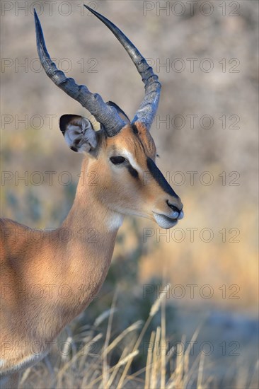 Black-faced Impala