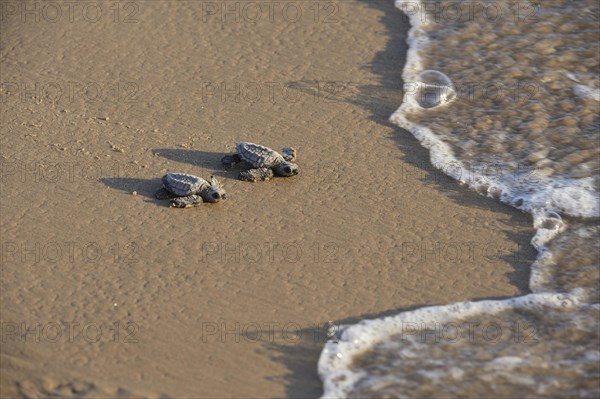 Kemp's Ridley Sea Turtle