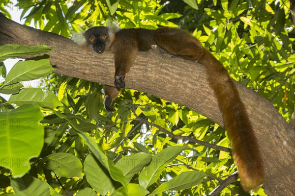 Black lemur