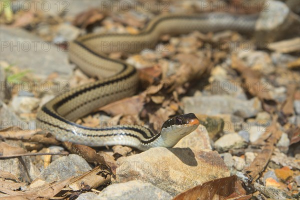 Four-striped snake