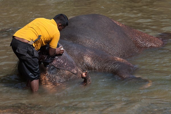Mahout cleans Asian elephant