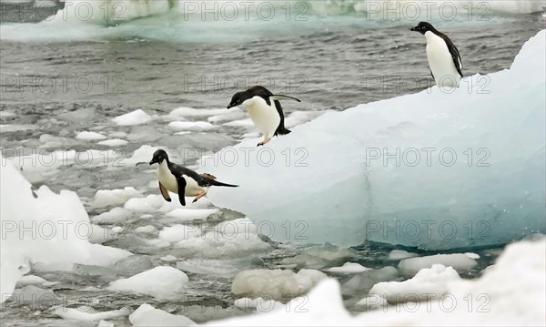 Adelie penguins